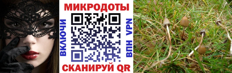 Галлюциногенные грибы Cubensis  Апшеронск 